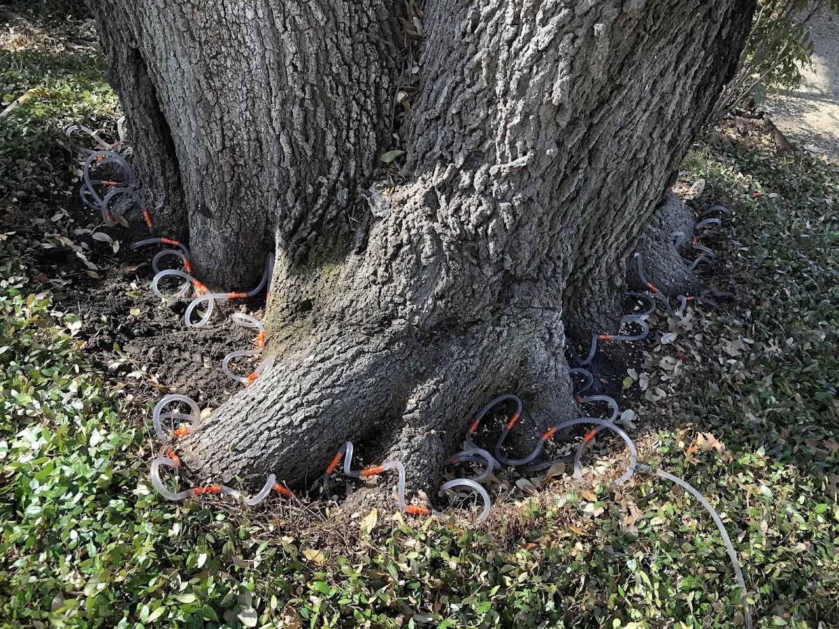 Detailed Tree Cabling and Bracing job site in Boyd